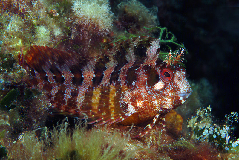 Blennidi